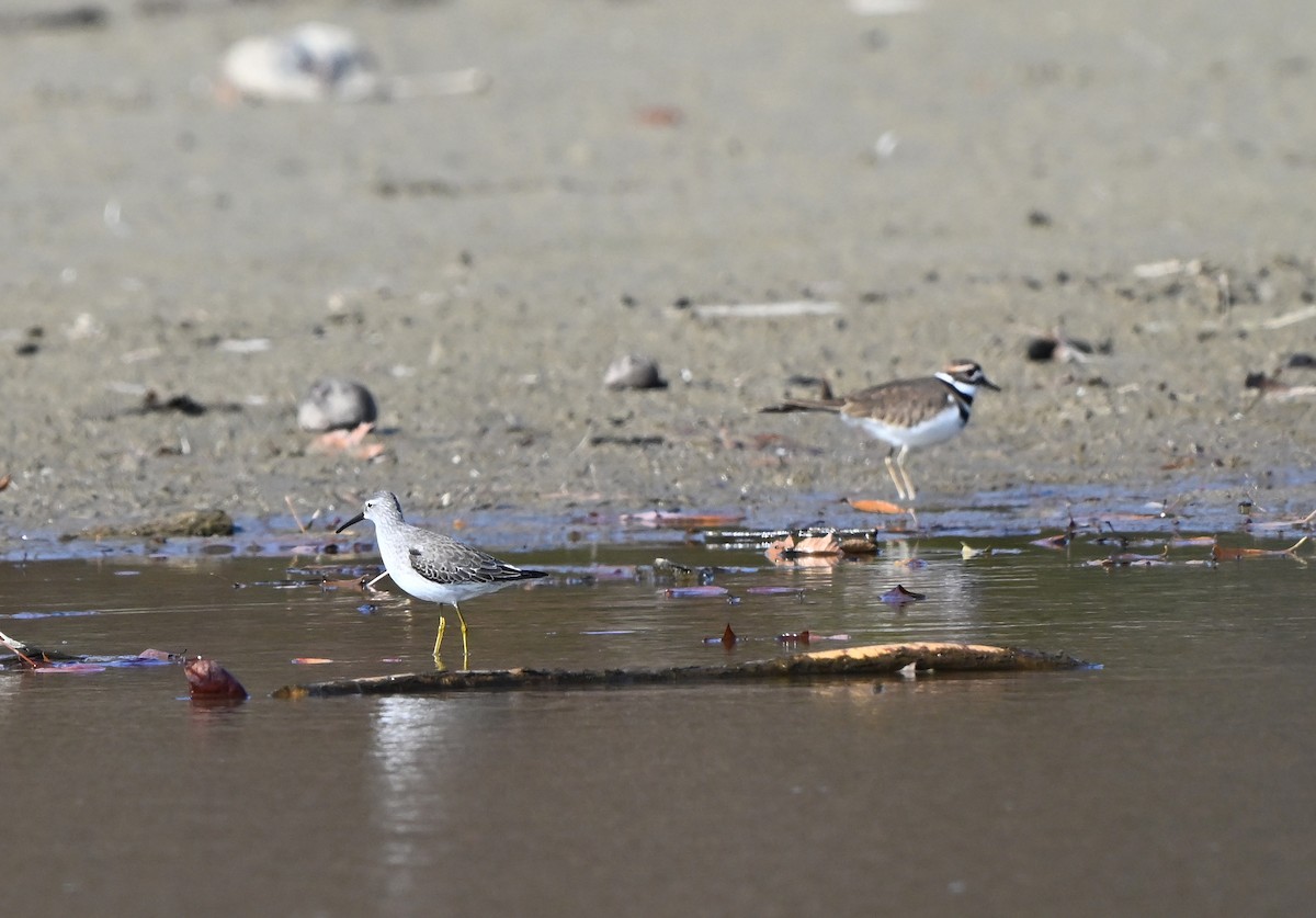 Побережник довгоногий - ML644864474