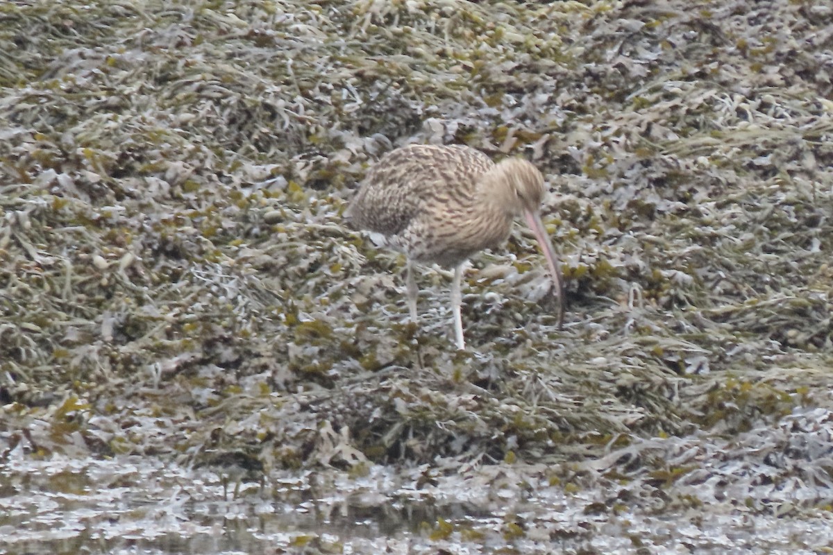 Кульон середній - ML644864476