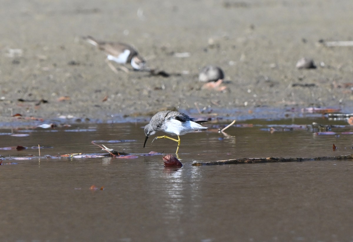Побережник довгоногий - ML644864477