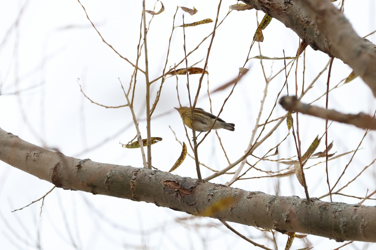 Cape May Warbler - ML644864478