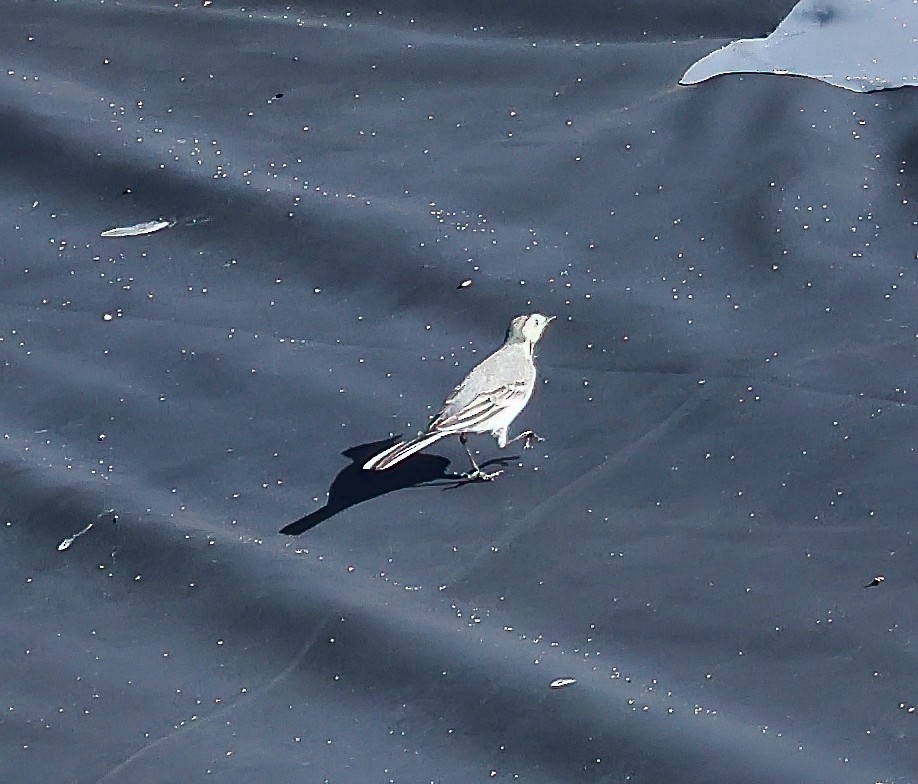 Плиска біла - ML644864479