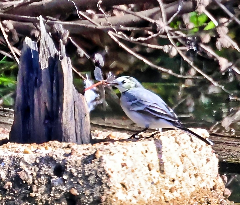 Плиска біла - ML644864480