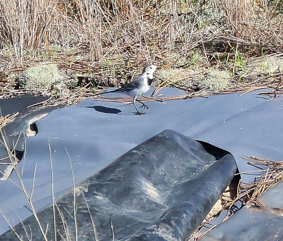 Плиска біла - ML644864481