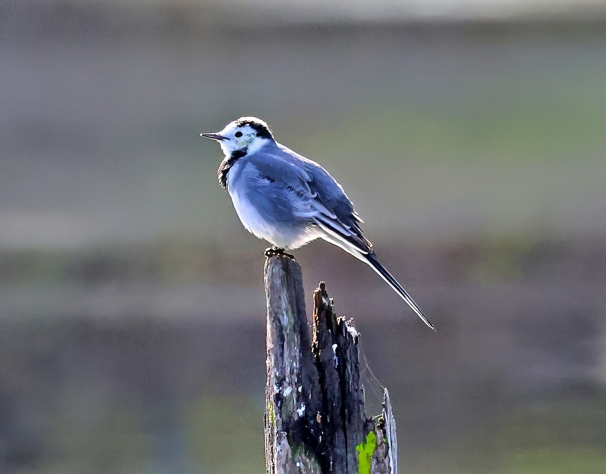 Плиска біла - ML644864482