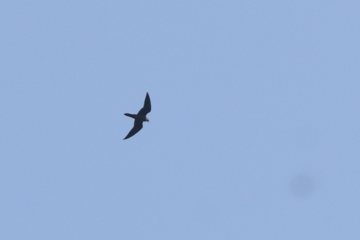 Кібчик амурський - ML644864484