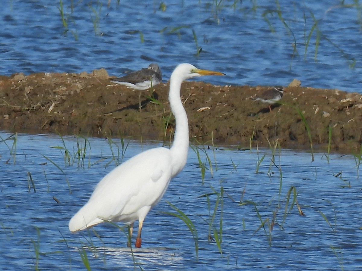 Чапля велика - ML644864486