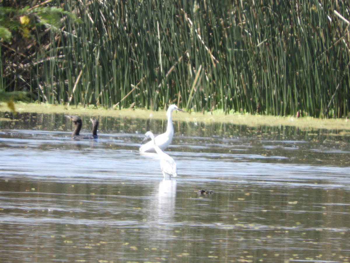 Баклан бразильський - ML644864487
