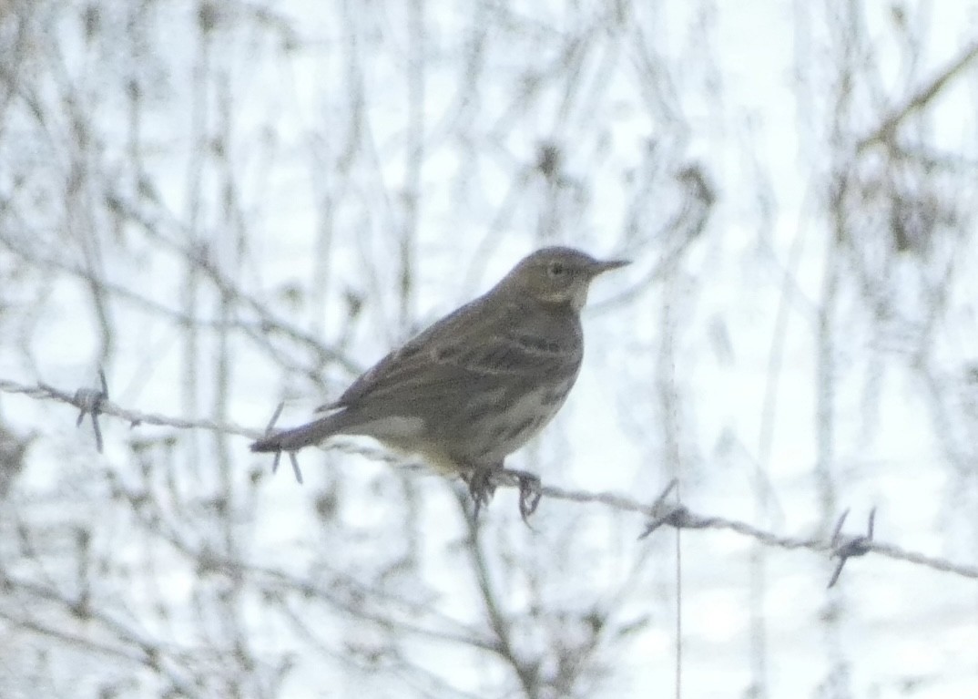 Щеврик лучний - ML644864489