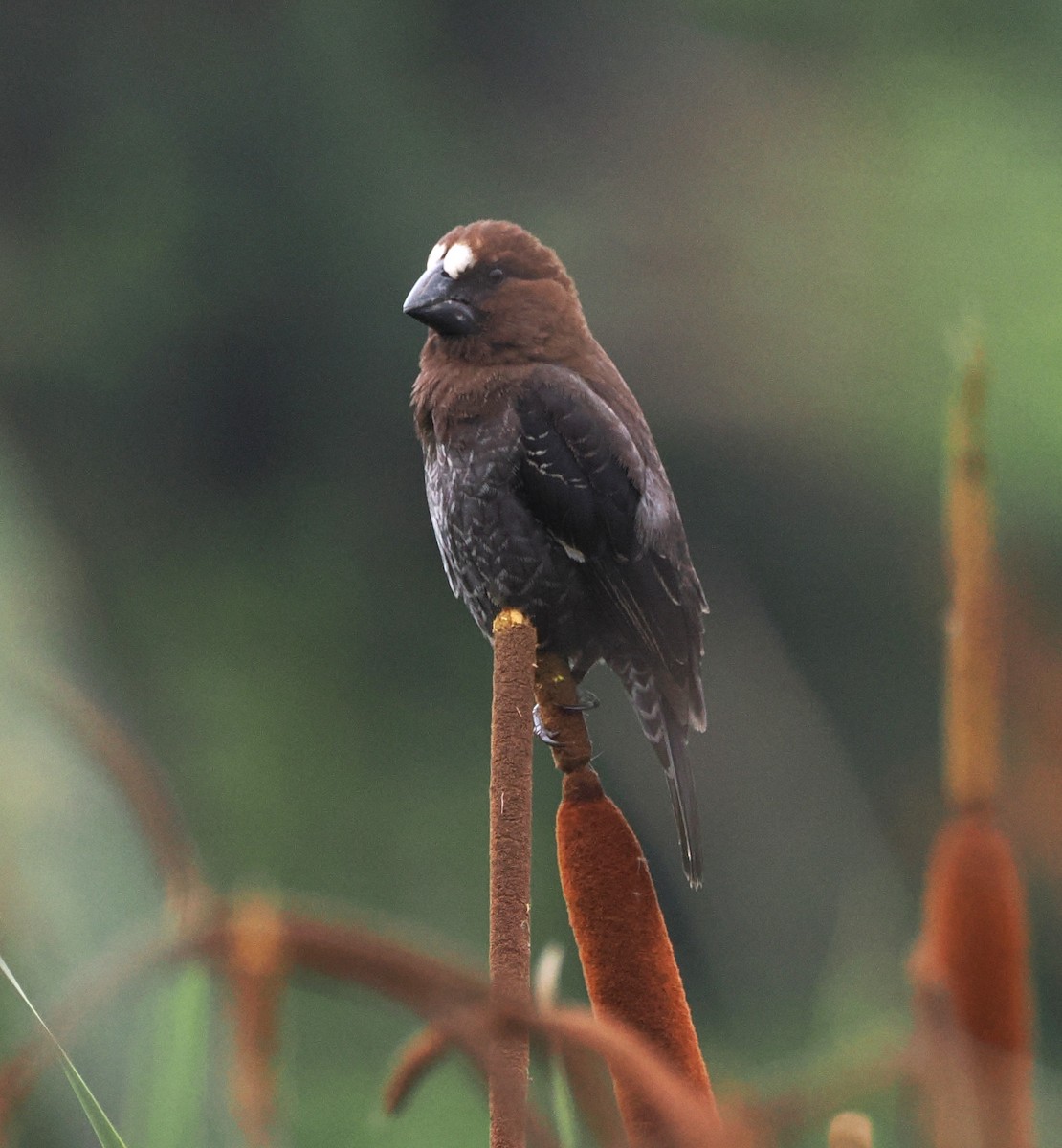 Ткачик білолобий - ML644864490