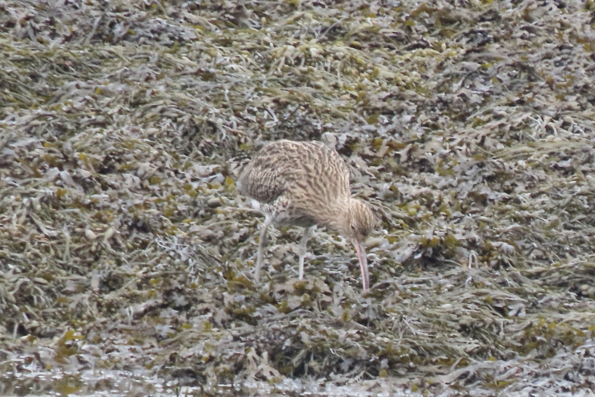 Кульон середній - ML644864491