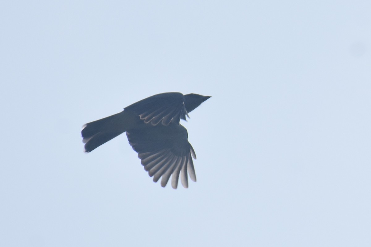 Indian Cuckooshrike - ML644864494