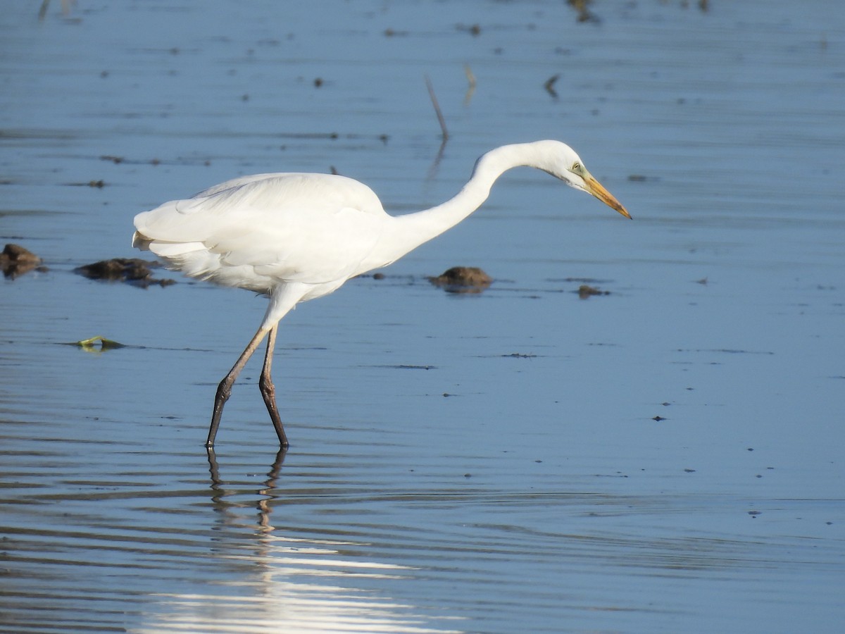 Чапля велика - ML644864495