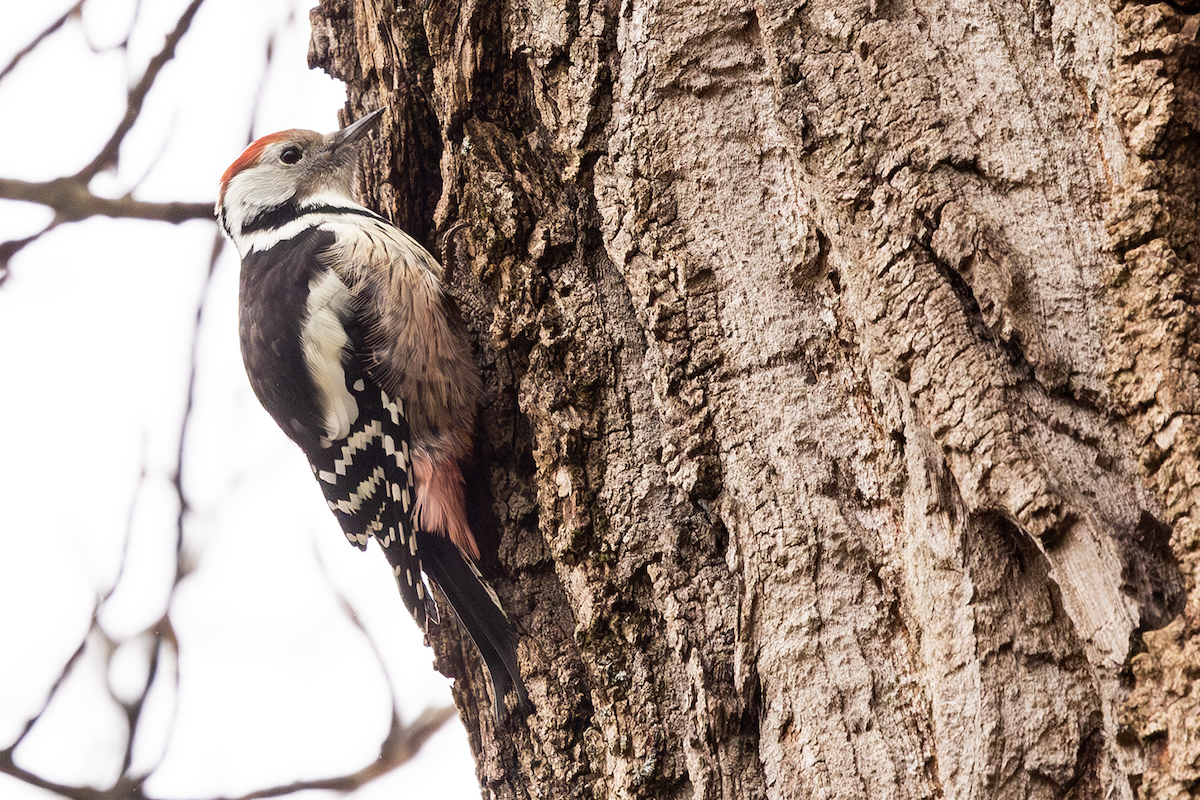 strakapoud prostřední - ML644864496