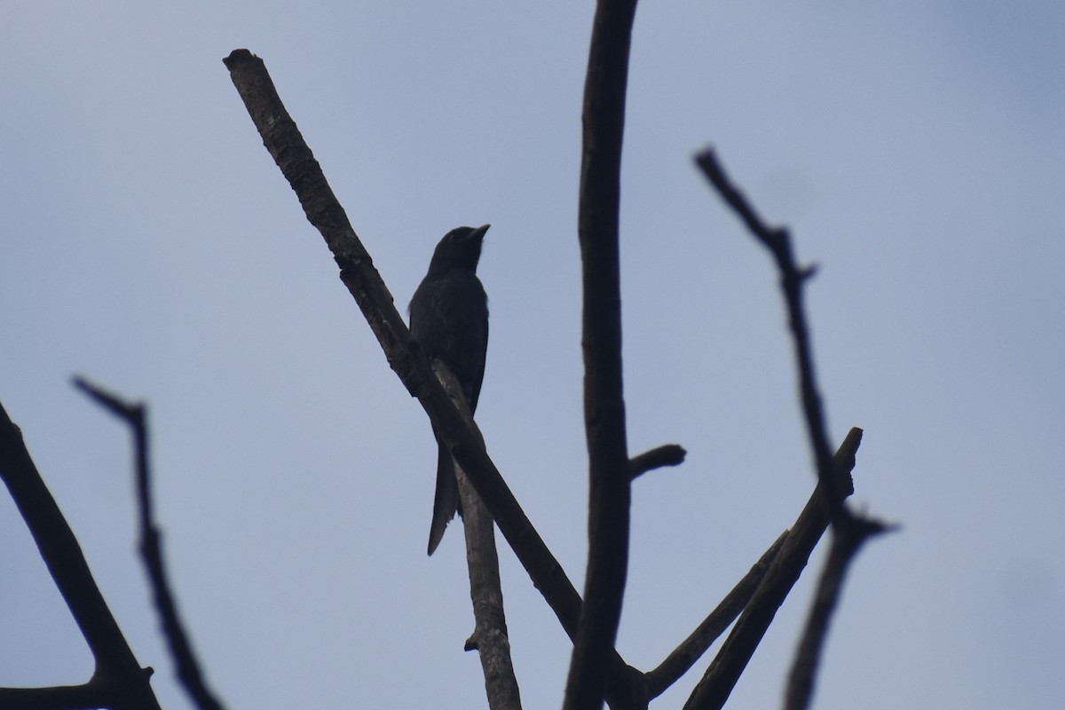 drongo kouřový - ML644864501