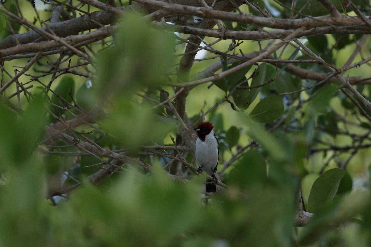 Masked Cardinal - ML644864503