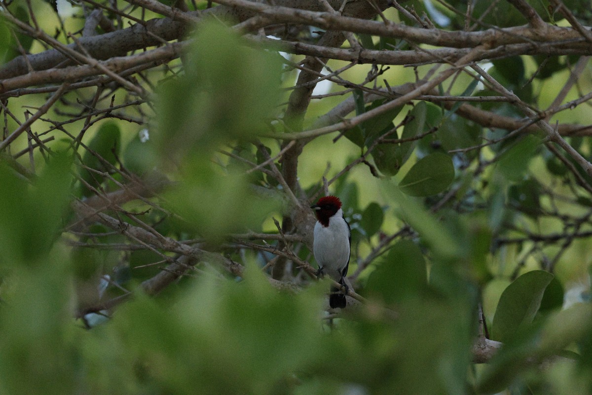 Masked Cardinal - ML644864504