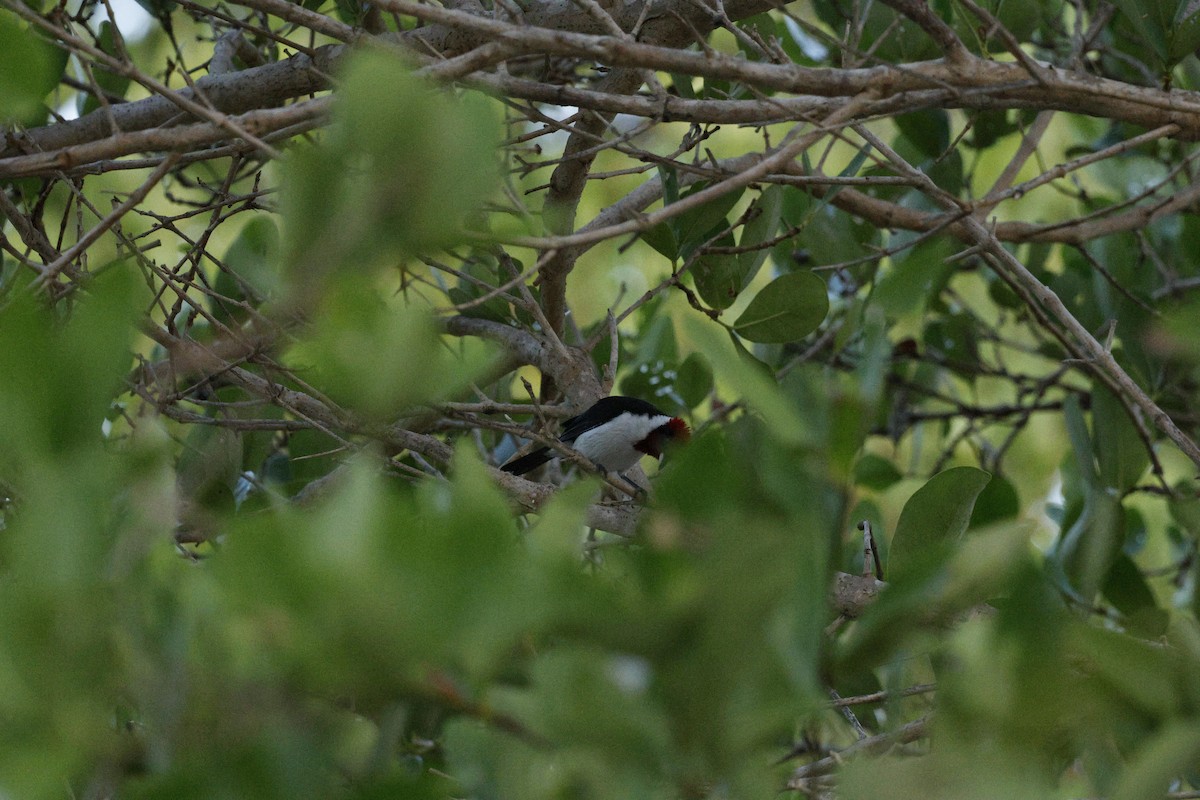 Masked Cardinal - ML644864505
