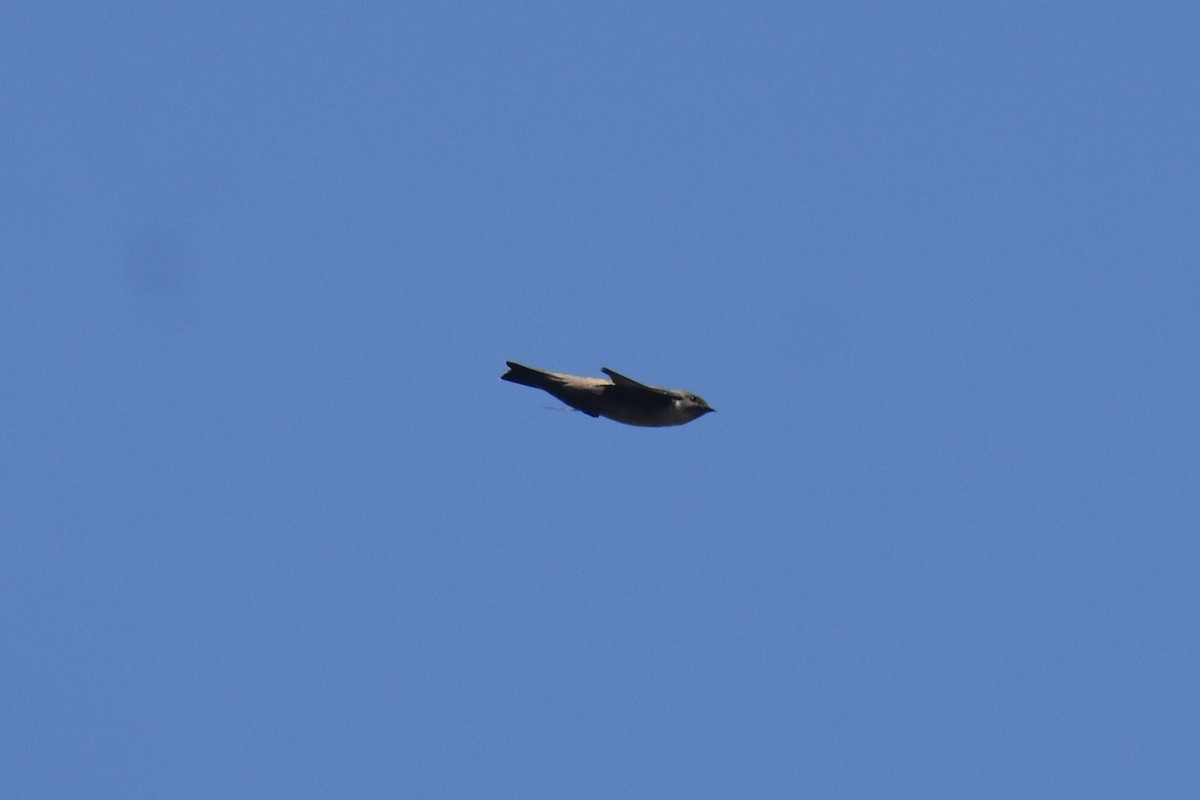 břehule skalní - ML644864508