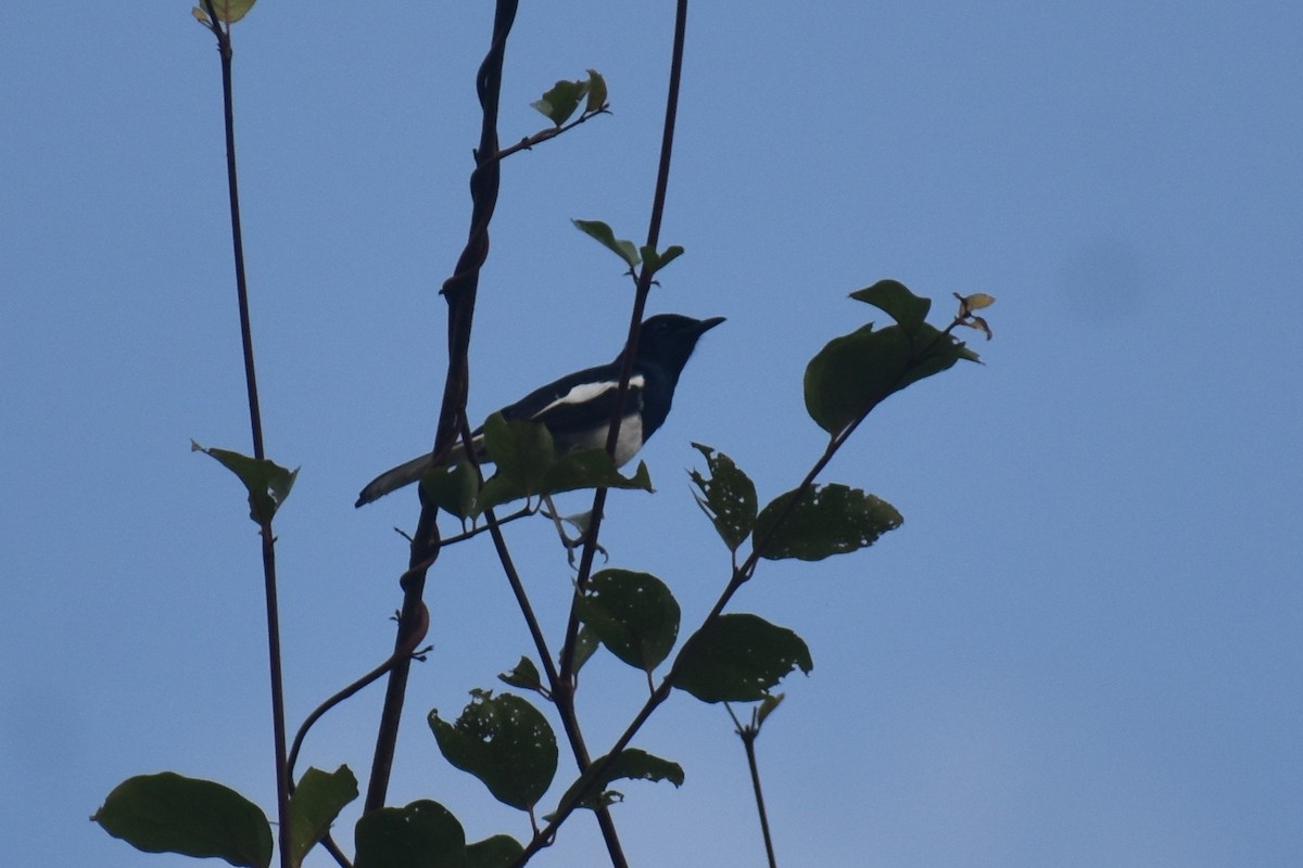 Oriental Magpie-Robin - ML644864514