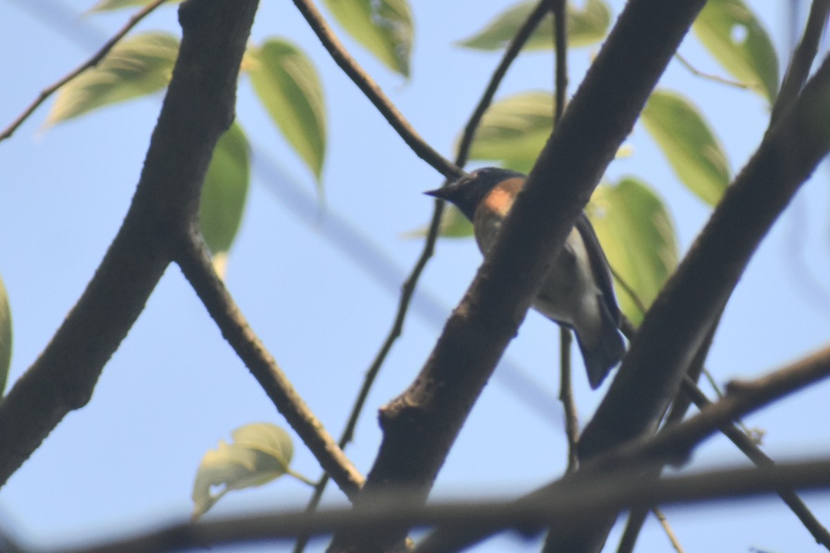 Синегорлая нильтава - ML644864523