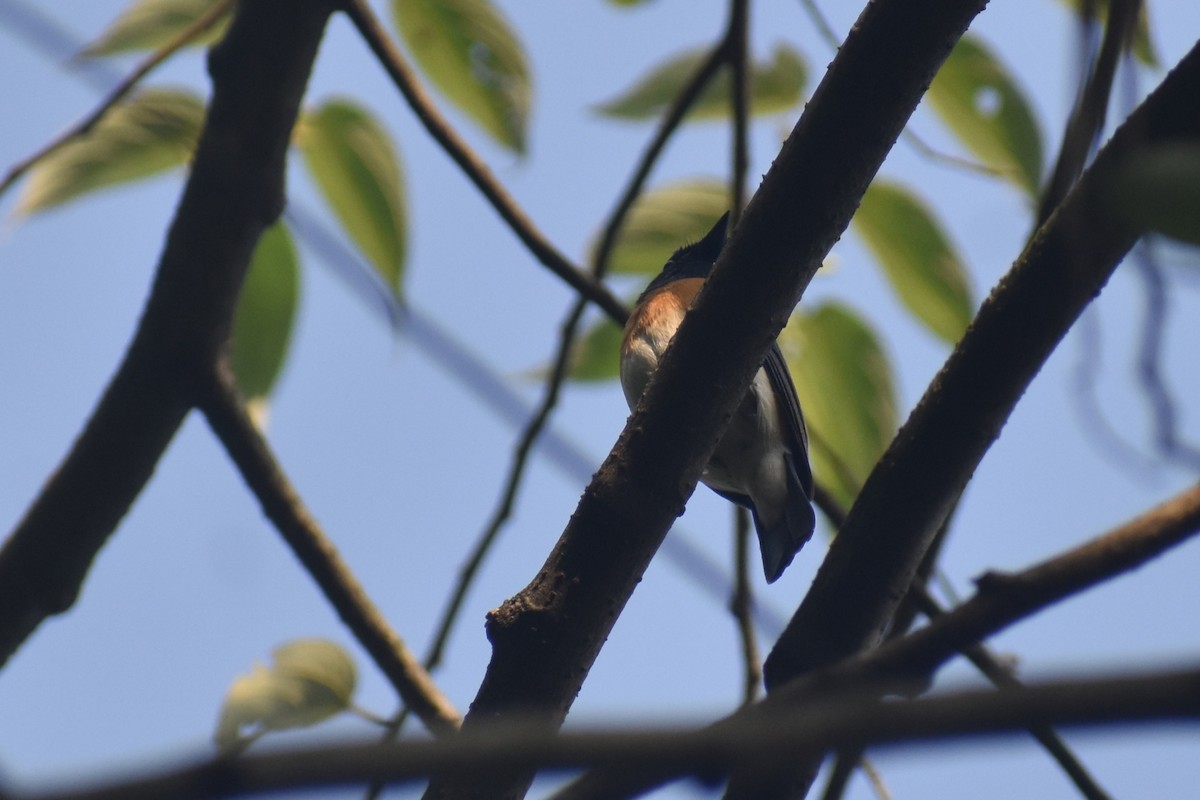 Синегорлая нильтава - ML644864524