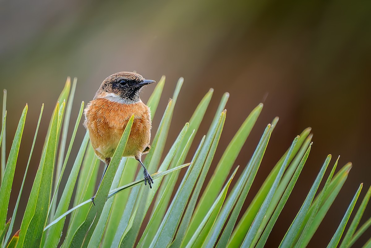 European Stonechat - ML644864525