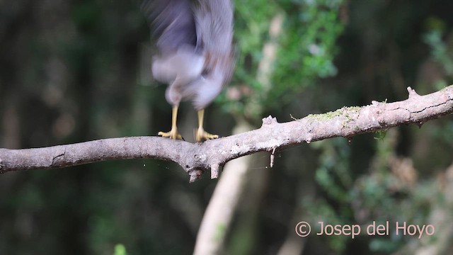 Eurasian Sparrowhawk - ML644864526