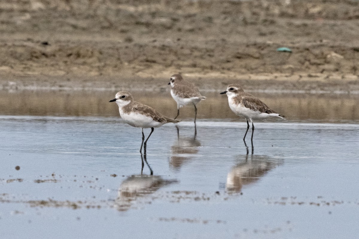 Tibetan Sand-Plover - ML644864553