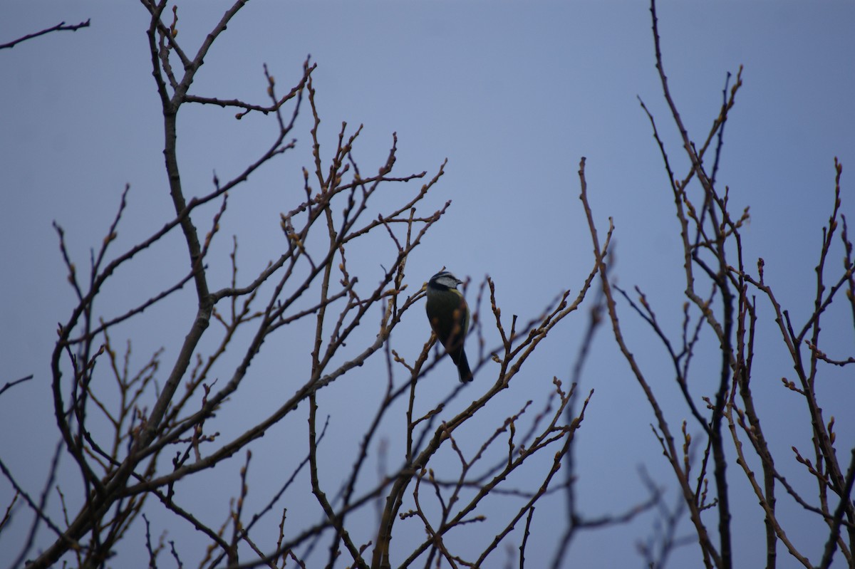 Herrerillo Común - ML644864558