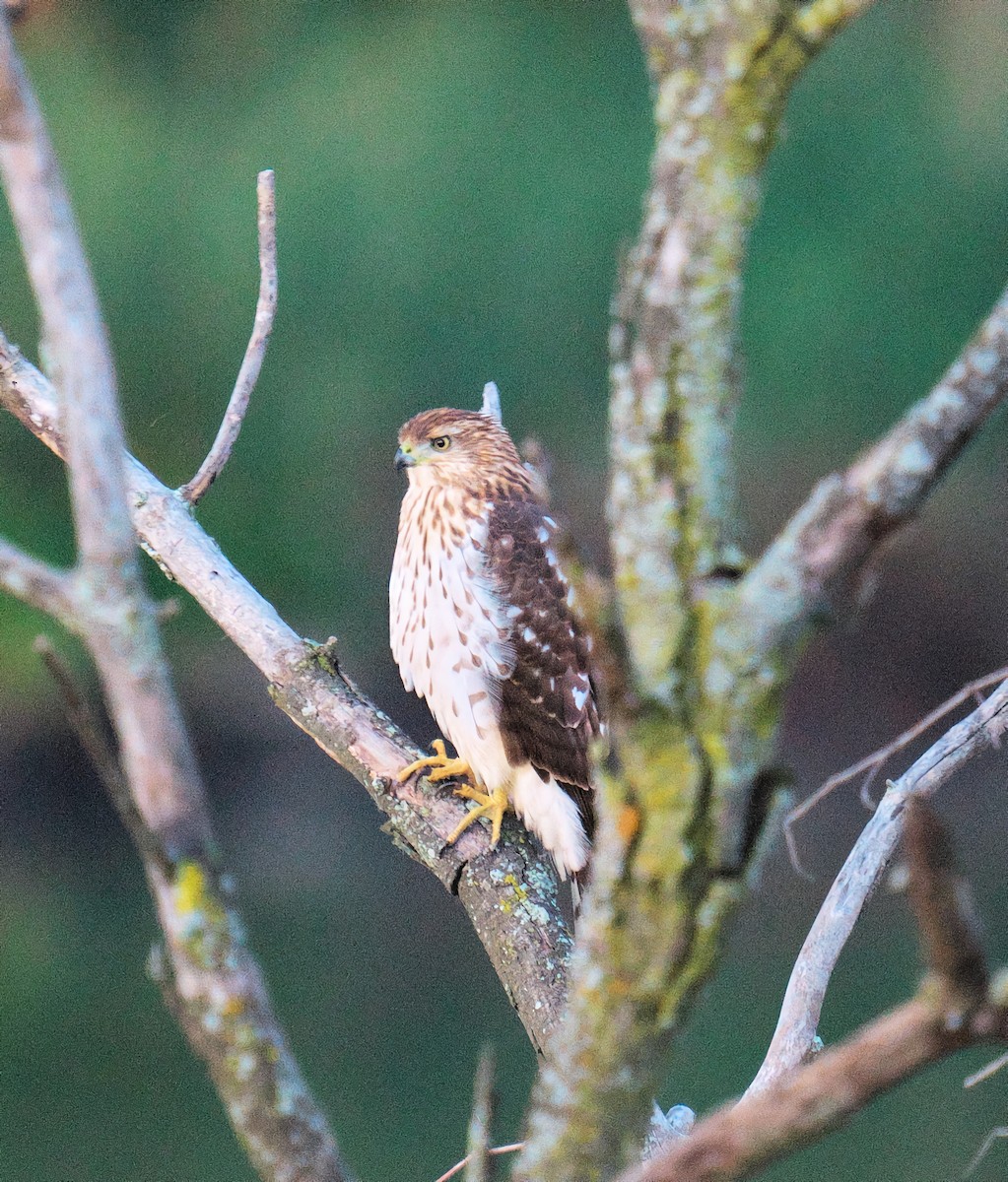 Cooper's Hawk - ML644864569
