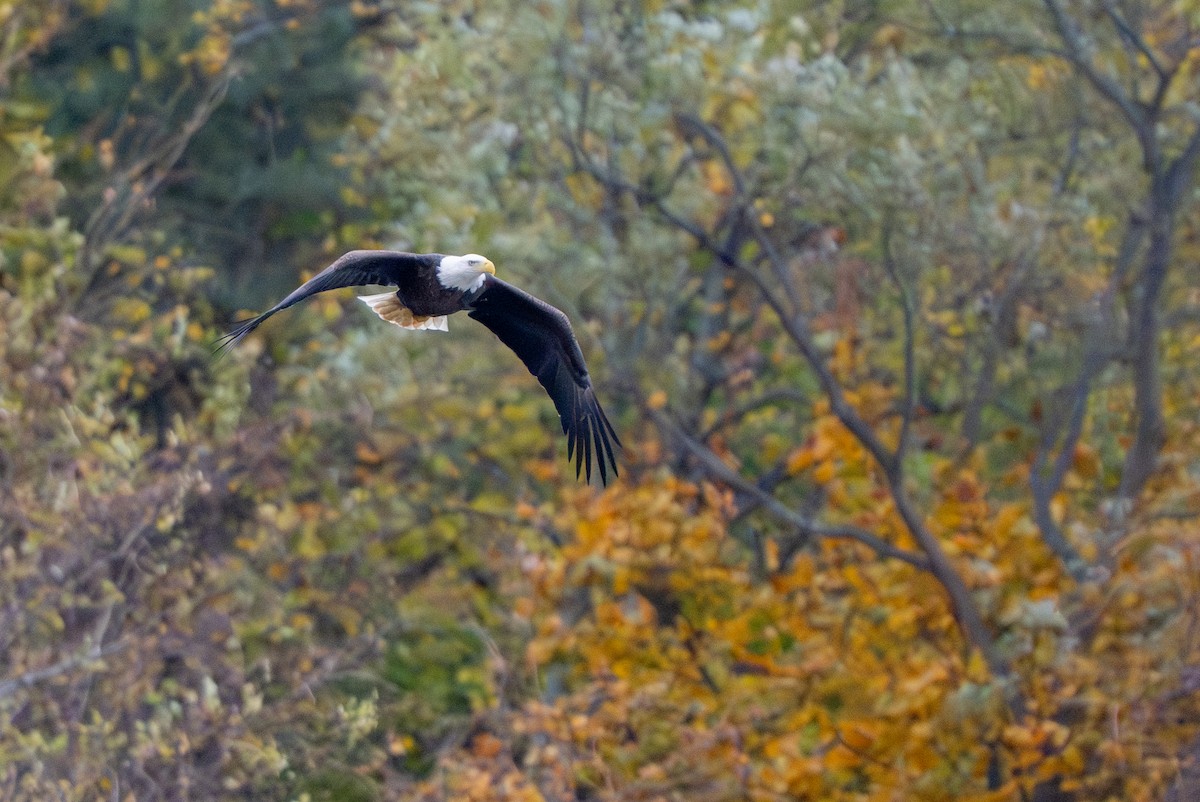 Bald Eagle - ML644864579