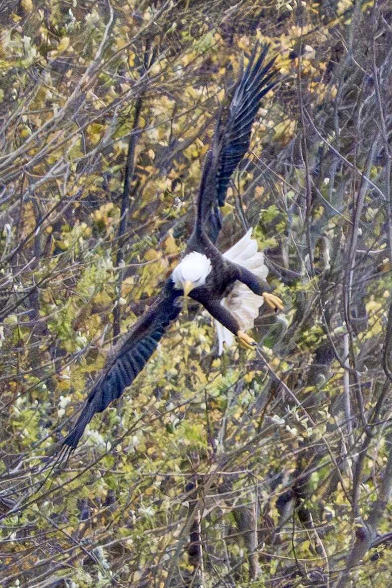 Bald Eagle - ML644864593