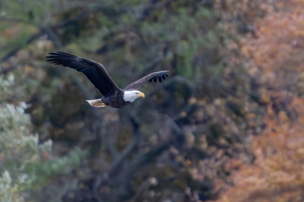 Bald Eagle - ML644864596