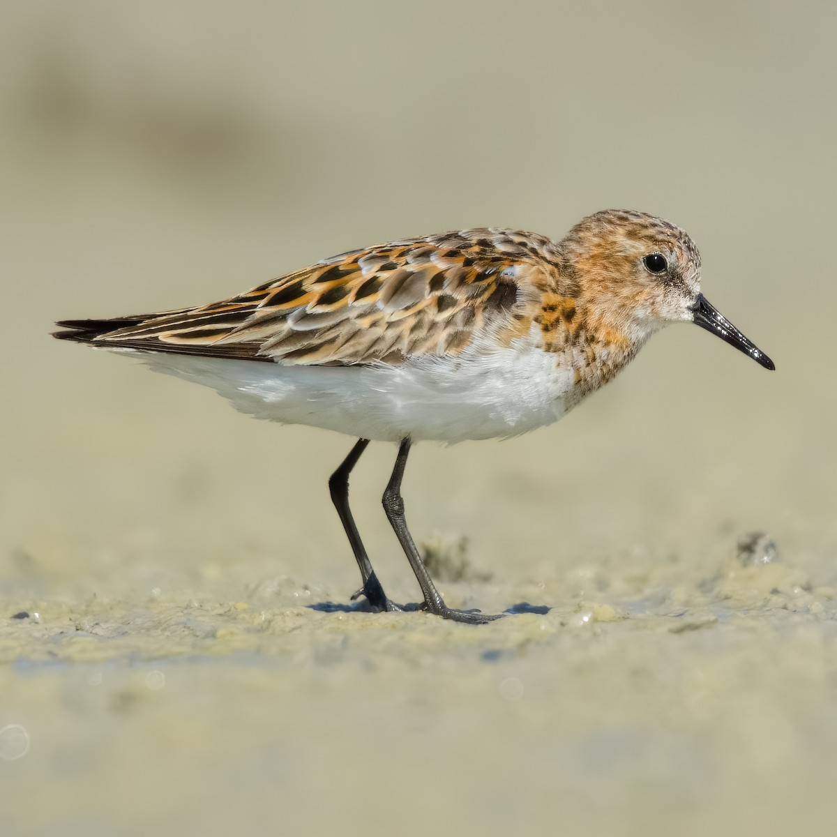 ヨーロッパトウネン - ML644864597