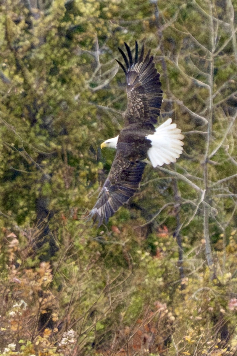 Bald Eagle - ML644864617