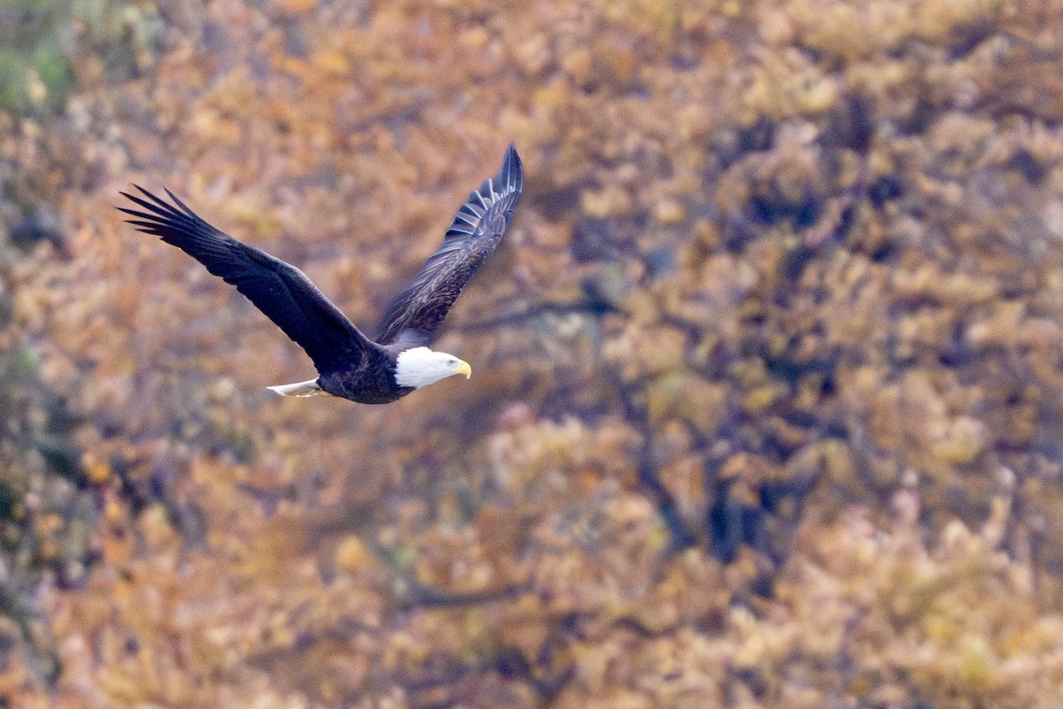 Bald Eagle - ML644864618
