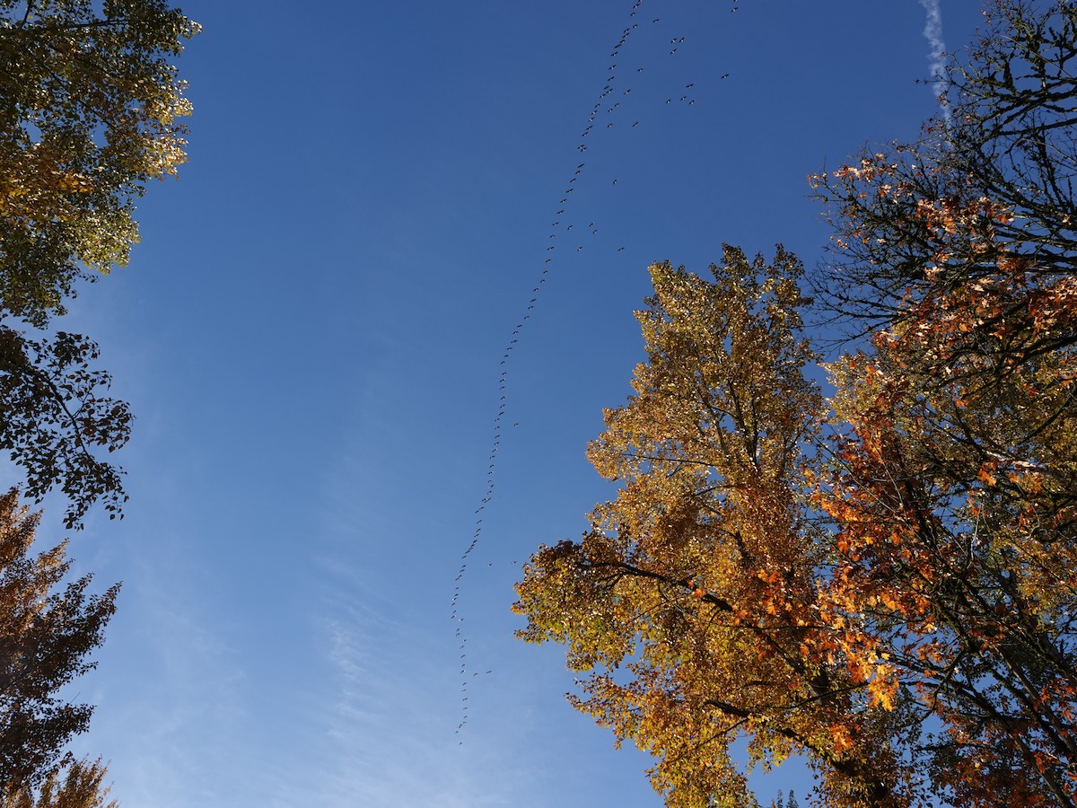 小加拿大雁 - ML644864619