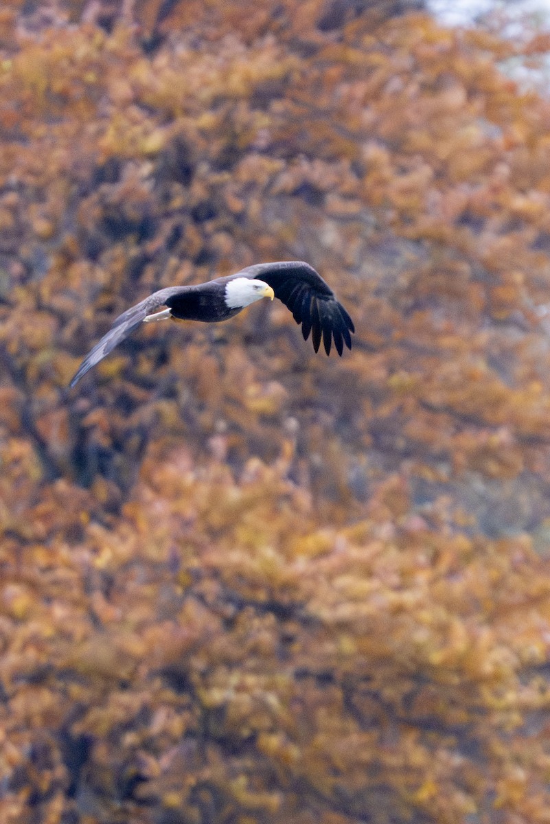 Bald Eagle - ML644864628