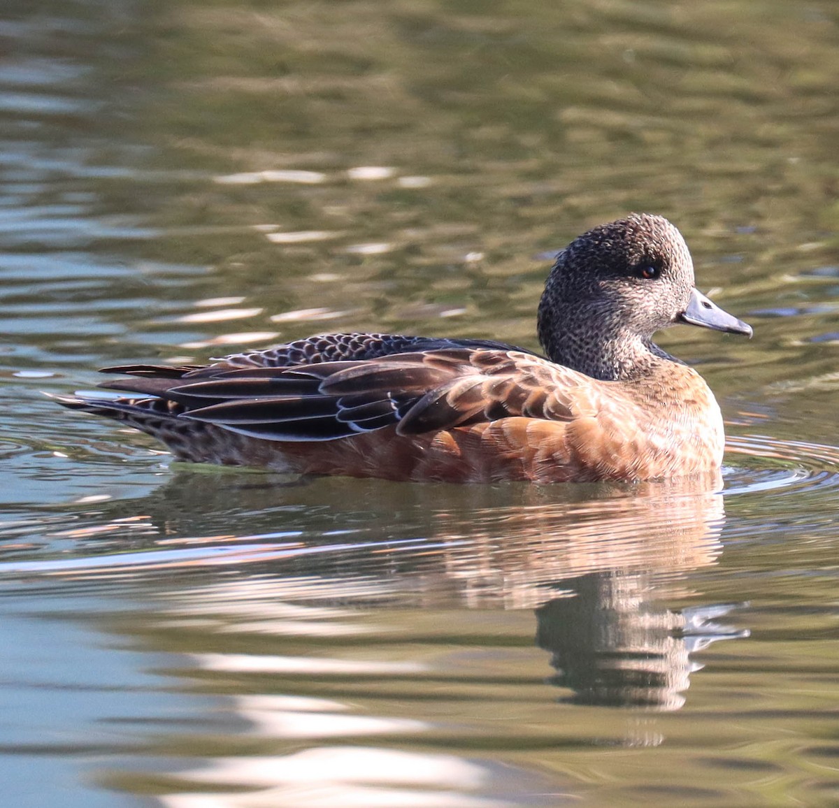 American Wigeon - ML644864630