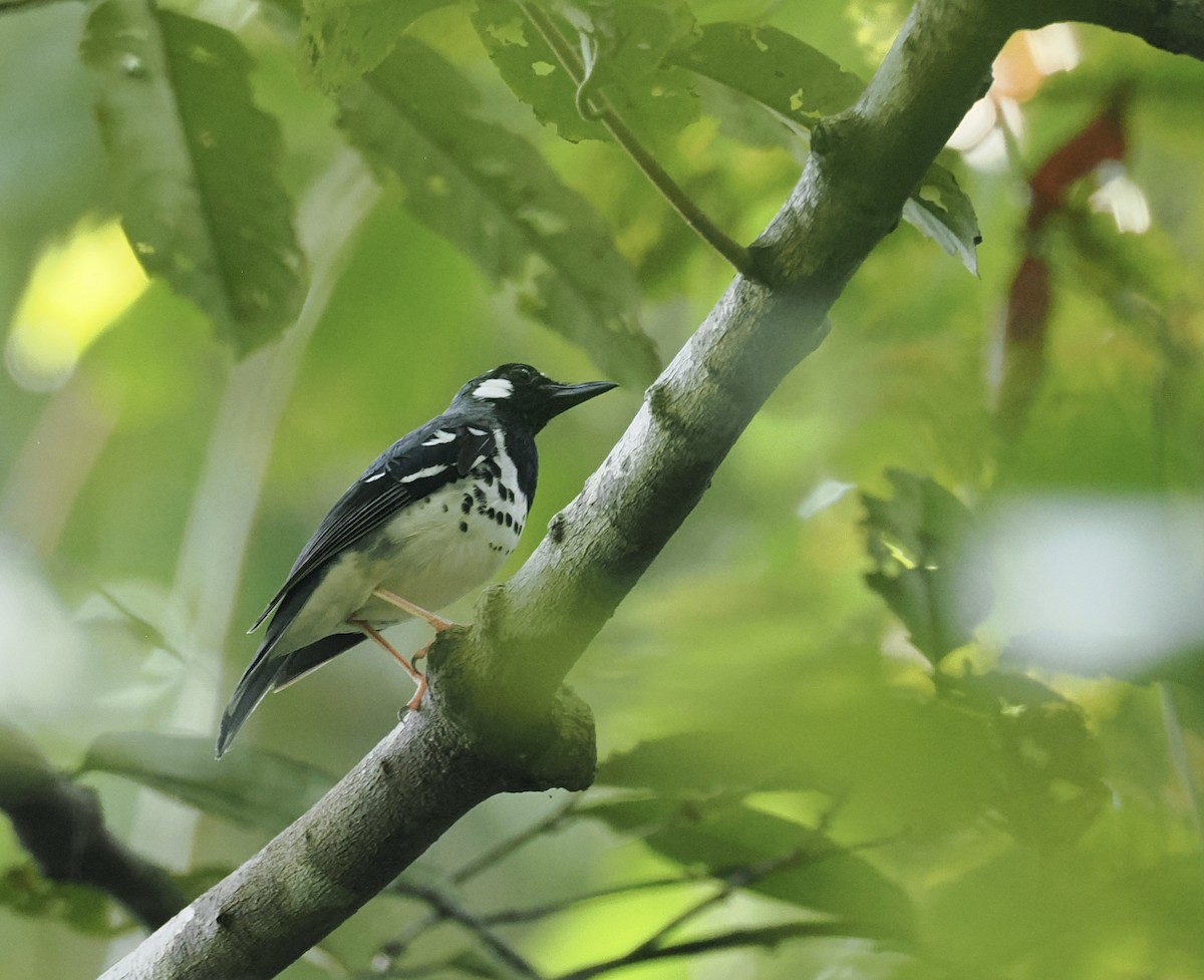 Slaty-backed Thrush - ML644864632