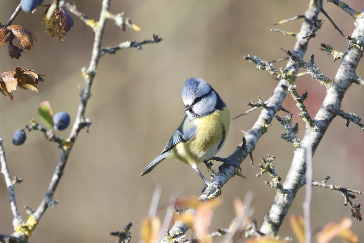 Herrerillo Común - ML644864637