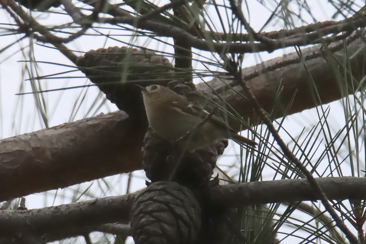 מלכילון האורנים - ML644864645