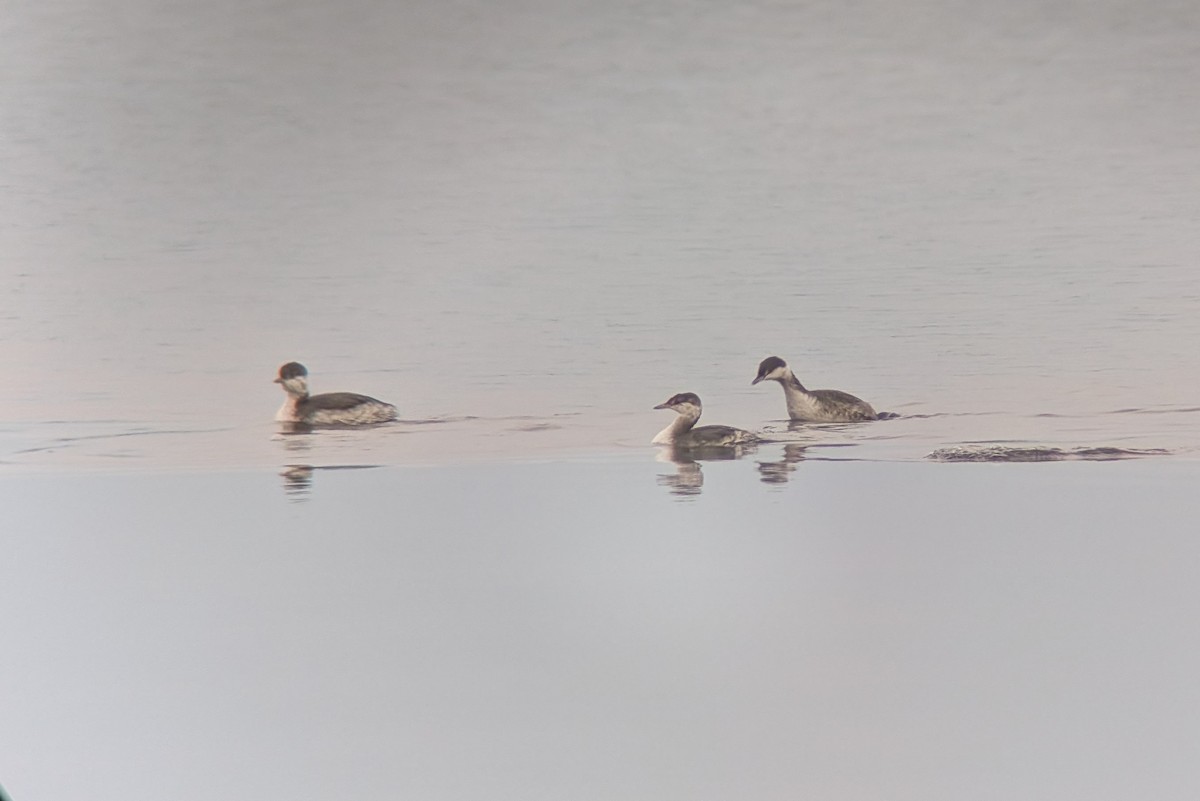 Horned Grebe - ML644864652