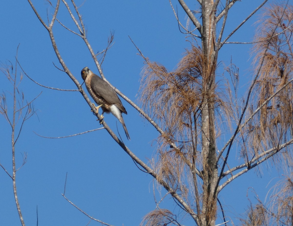 Cooper's Hawk - ML644864660