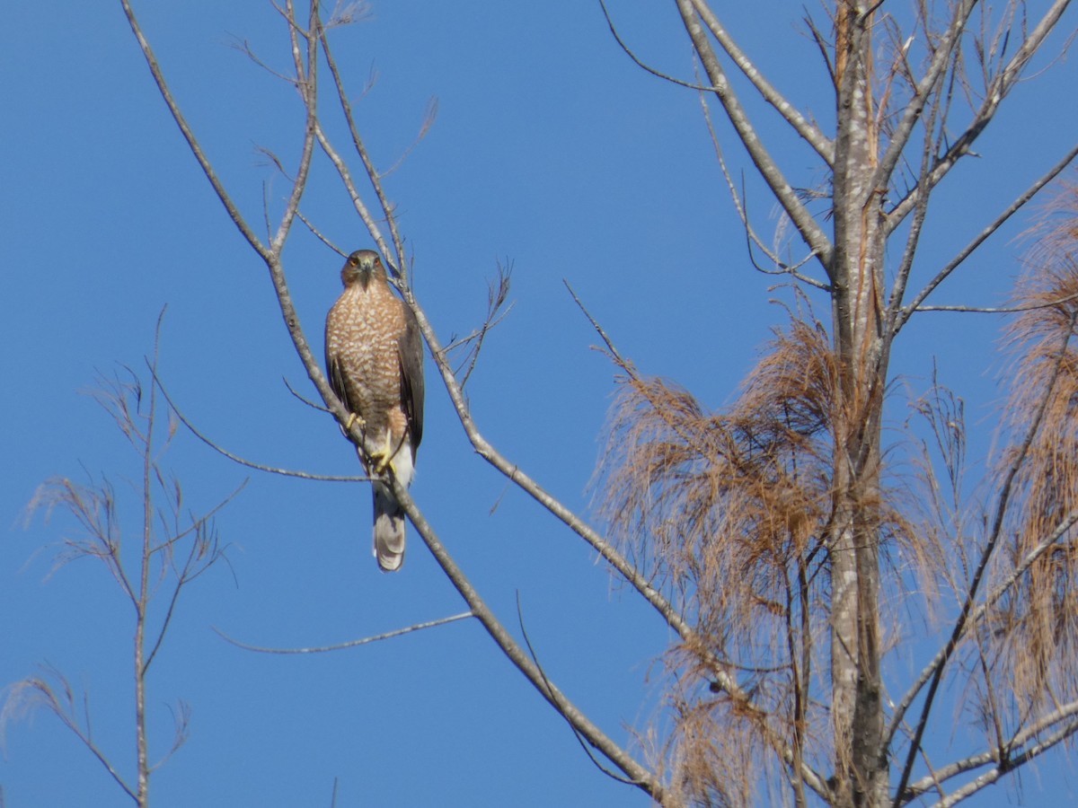 Cooper's Hawk - ML644864661