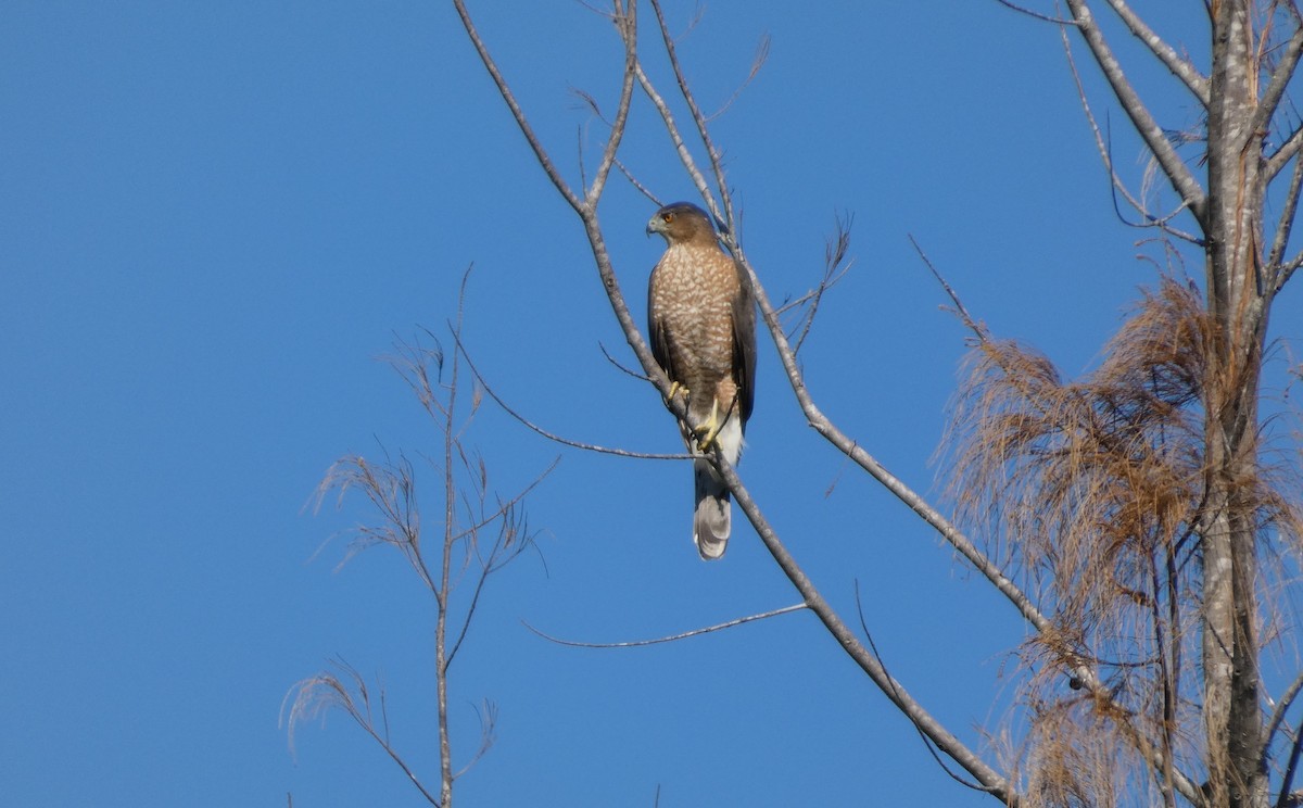 Cooper's Hawk - ML644864662
