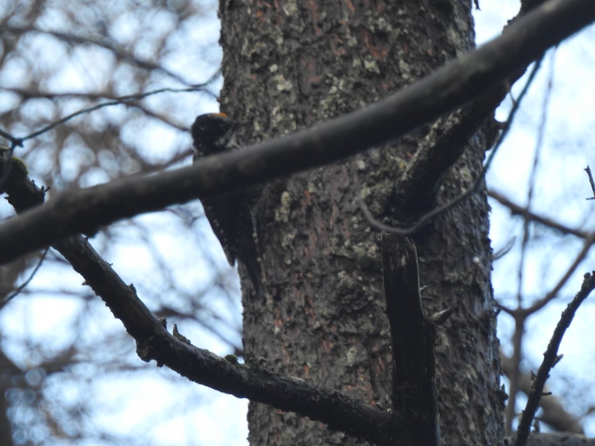 American Three-toed Woodpecker - ML644864665