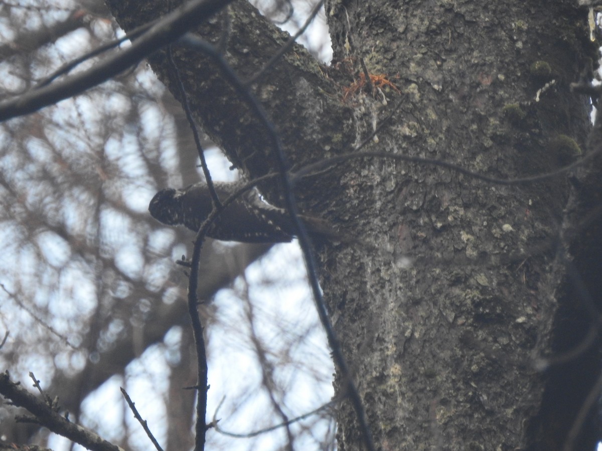 American Three-toed Woodpecker - ML644864667