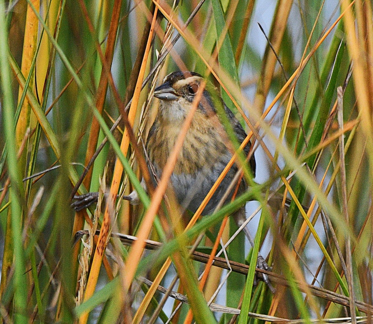 nålstjertspurv - ML644864670