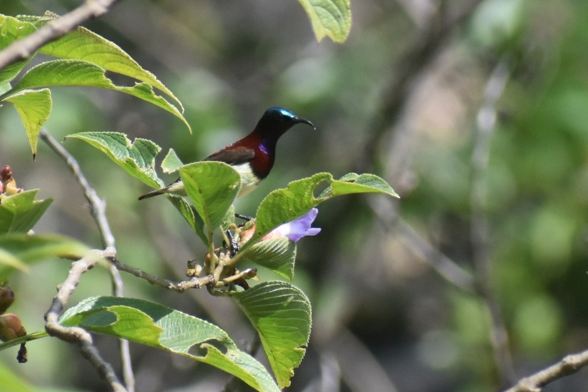 strdimil trpasličí - ML644864688